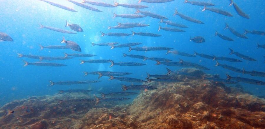 Tenerife: Scuba Diving Lesson and Abades Protected Area Dive - Who This Tenerife Lesson Fits Best (and Who Should Skip)