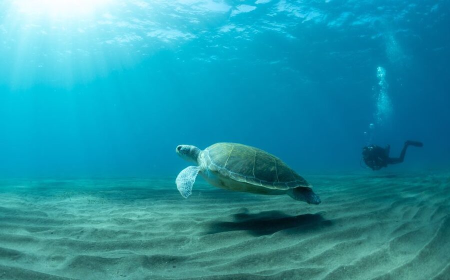 Tenerife: Scuba Diving Lesson and Abades Protected Area Dive - Your 30-Minute Briefing: How You Learn Control Before Going In