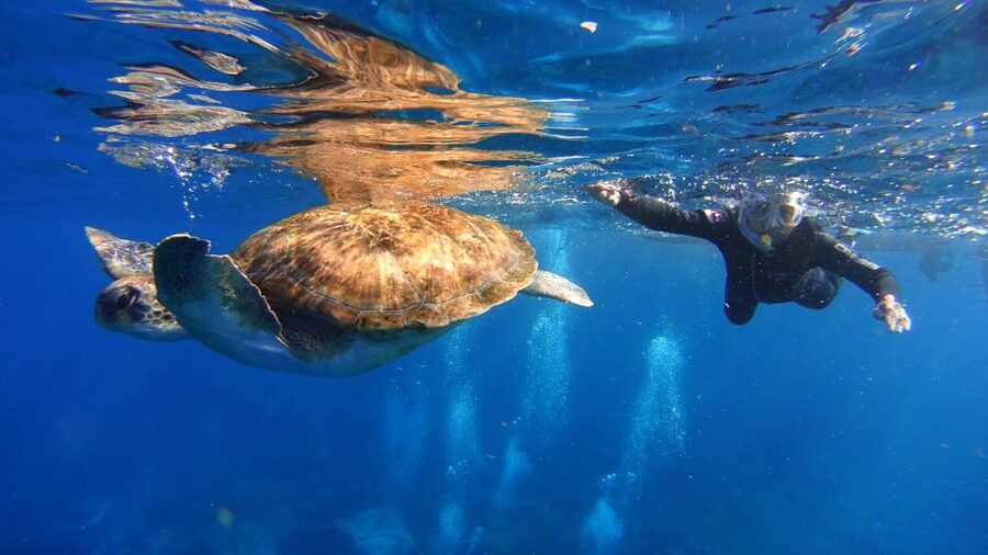 Tenerife: Snorkel with Turtles - Key highlights to know before you go