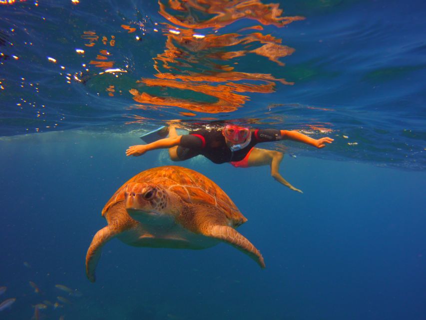 Tenerife: Snorkel with Turtles - Should you book this snorkeling with turtles tour?