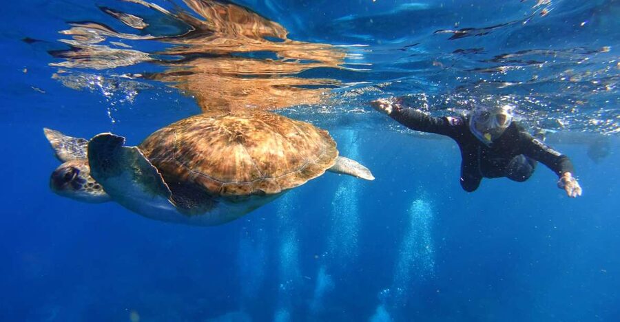 Tenerife: Snorkel with Turtles - Snorkeling in Malpais de Rasca, where turtles do their thing