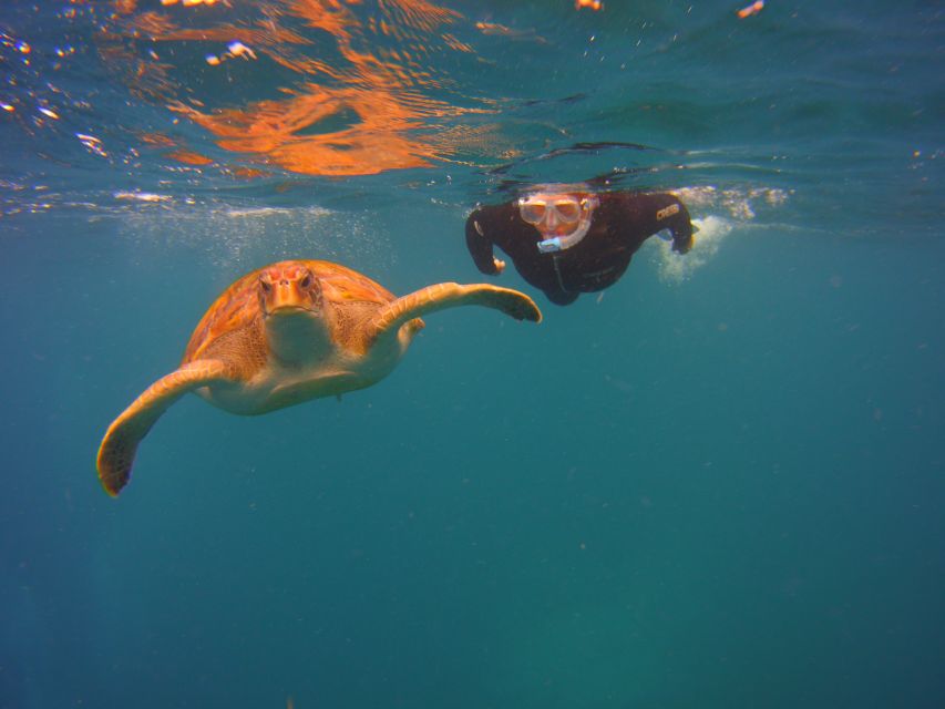 Tenerife: Snorkel with Turtles - The one-hour swim plan, guided for comfort and safety