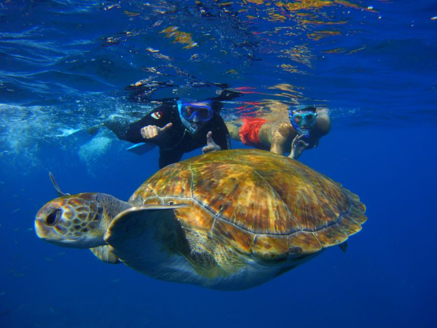Tenerife: Snorkel with Turtles - What you might see: turtles, rays, and how to watch without rushing