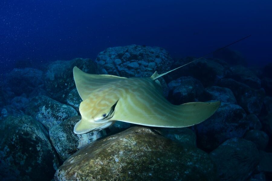 Tenerife: Snorkel with Turtles - Price and value at about $81 per person