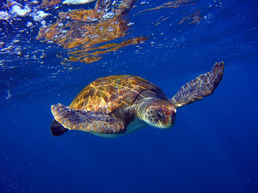 Tenerife: Snorkel with Turtles - Marina del Sur departure, with speedboat timing built in