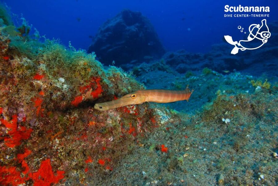 Tenerife: Snorkeling Equipment Rental in Radazul - What equipment you actually get, and how to use it comfortably