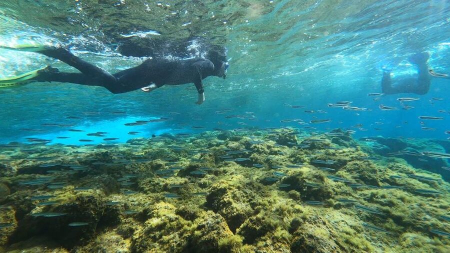 Tenerife: Snorkeling Tour in a Marine Protected Area - Should you book this snorkeling tour in Tenerife?