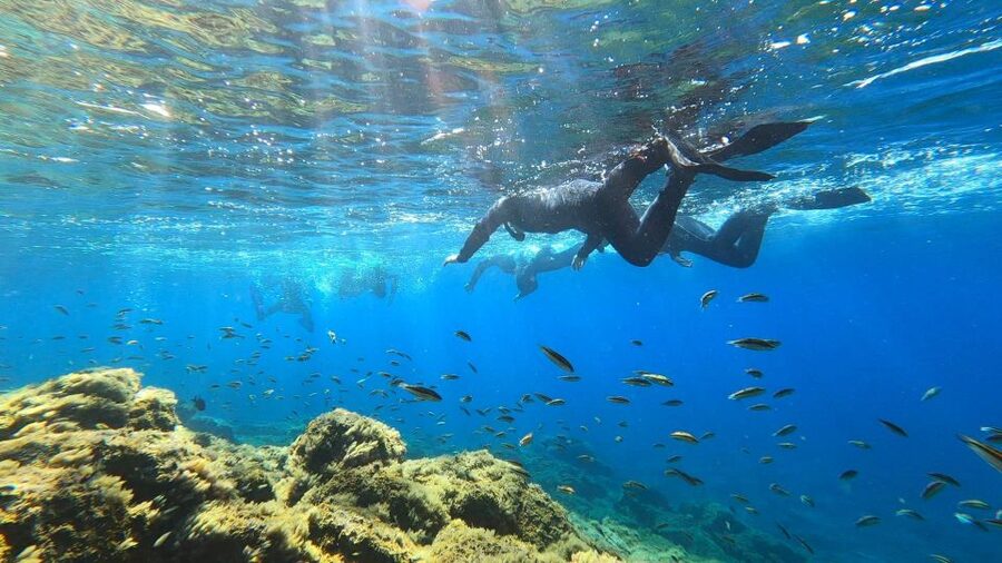 Tenerife: Snorkeling Tour in a Marine Protected Area - Wildlife you can look for, and how the guides handle it