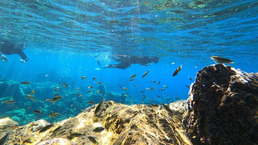 Tenerife: Snorkeling Tour in a Marine Protected Area - Photos and videos: the souvenir you actually use