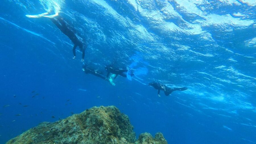 Tenerife: Snorkeling Tour in a Marine Protected Area - Practical tips so you enjoy the full 50 minutes