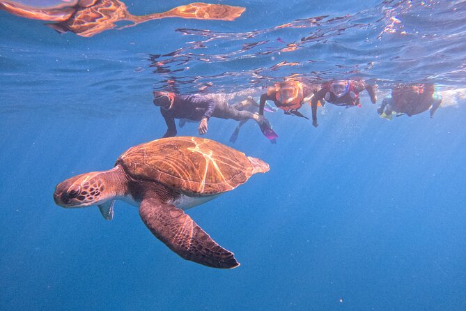 Tenerife Snorkeling Tour in turtle habitat - Key things that make this tour feel worth it