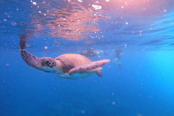 Tenerife Snorkeling Tour in turtle habitat - Where the tour really delivers: you’re not doing this alone