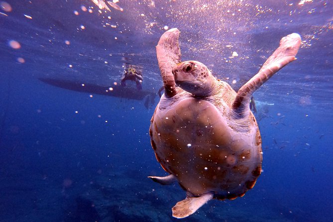 Tenerife Snorkeling Tour in turtle habitat - Photos, shower time, and the small-group vibe