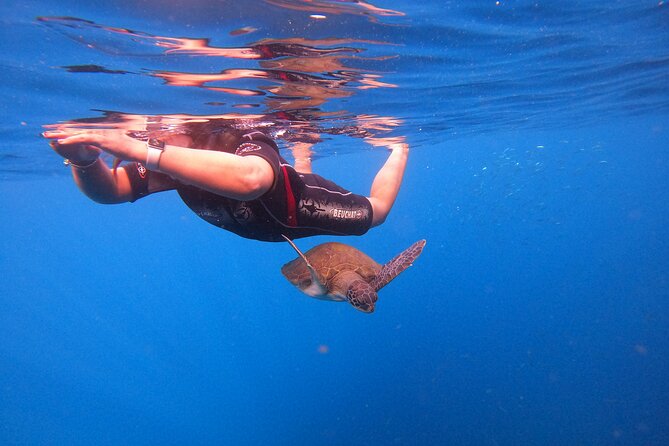 Tenerife Snorkeling Tour in turtle habitat - Price and value: how $54.07 makes sense for what you get