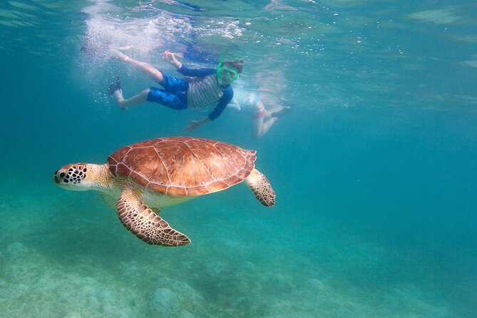 Tenerife Snorkeling Tour in turtle habitat - Quick decision guide: should you book this turtle snorkeling tour?