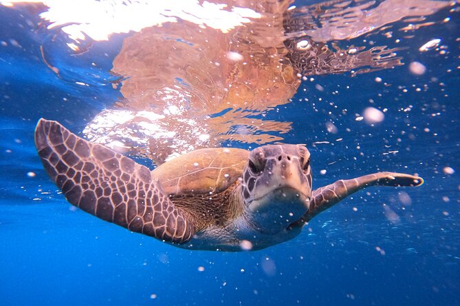Tenerife Snorkeling Tour in turtle habitat - The speedboat rides are part of the fun, but they shape your comfort