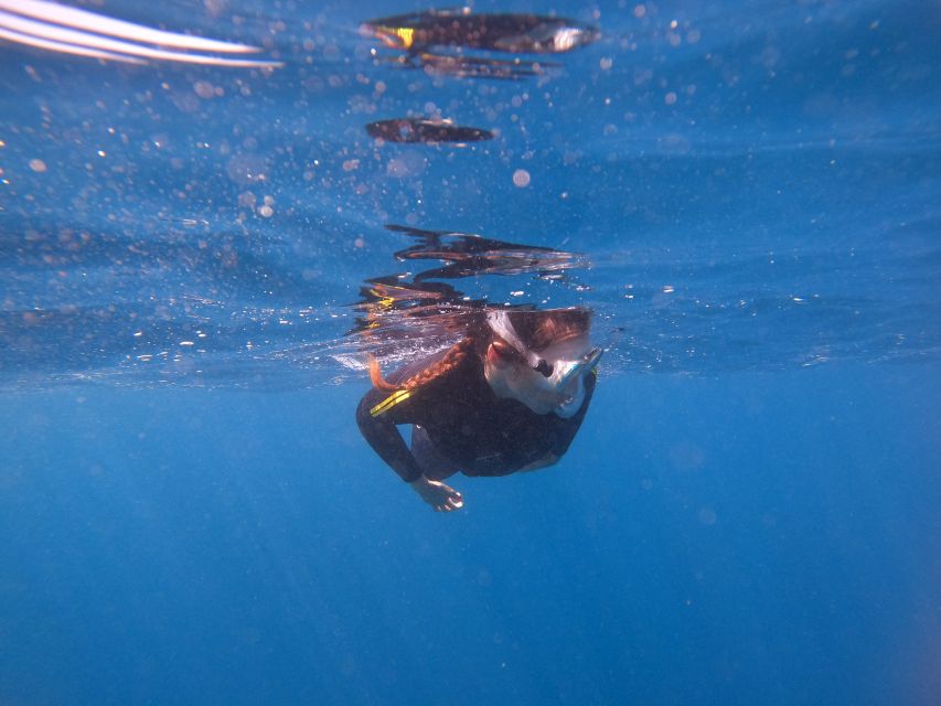 Tenerife: Snorkeling Trip in a Turtle Habitat - What to Bring (and the Little Gear Traps That Waste Time)
