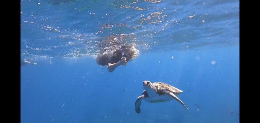 Tenerife: Snorkeling Trip in a Turtle Habitat - A Turtle Habitat Snorkeling Trip That Feels Organized, Not Rushed