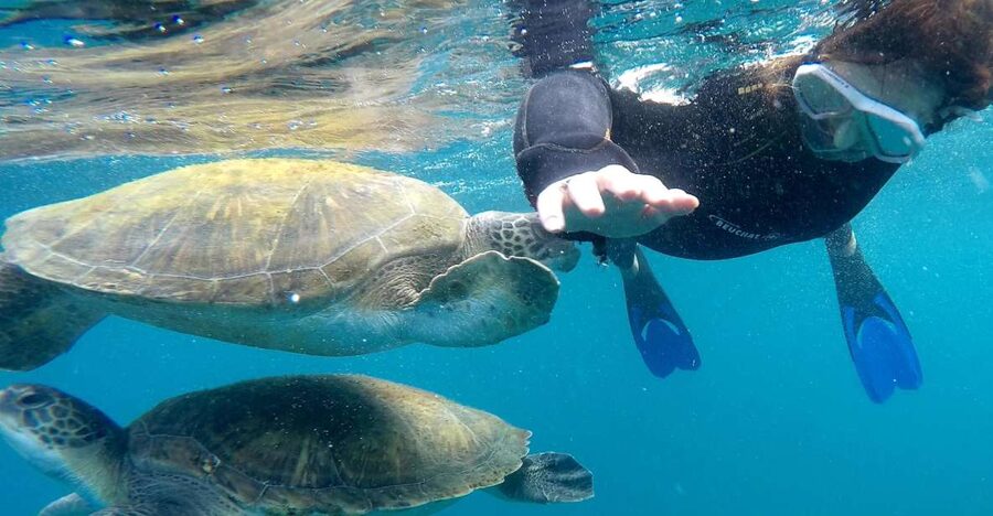 Tenerife: Snorkeling Trip in a Turtle Habitat - The Safety Briefing and Kit Fit, Where the Good Experiences Usually Start