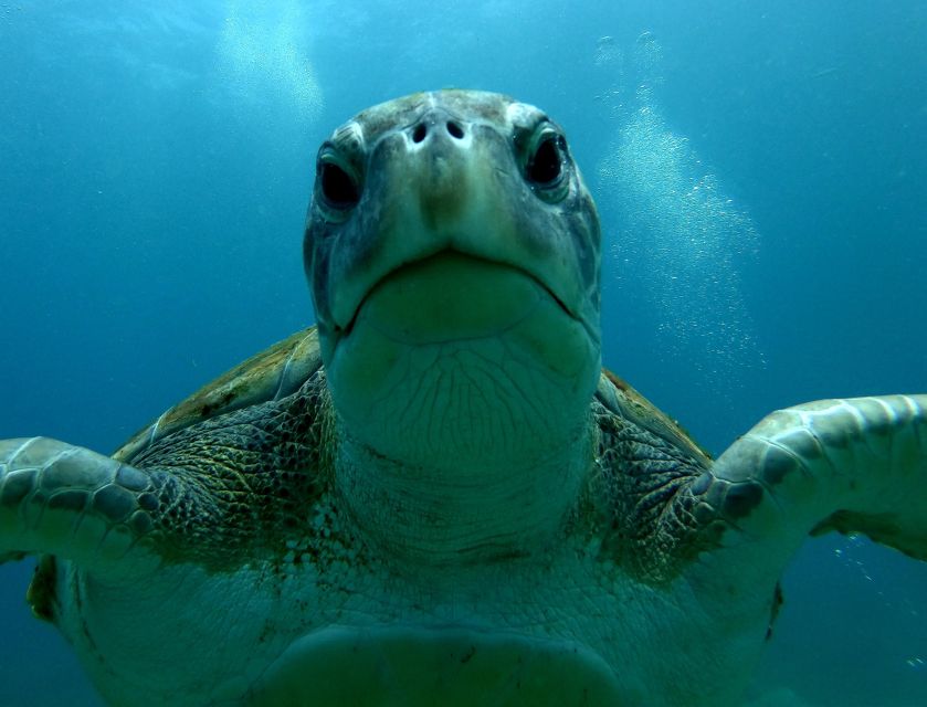 Tenerife: Snorkeling Trip in a Turtle Habitat - Fifty Minutes in the Water: How Turtle Habitat Snorkeling Plays Out