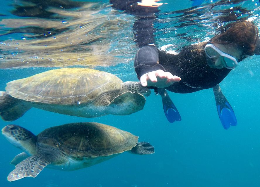 Tenerife: Snorkeling Trip in a Turtle Habitat - Getting to Travel Sub and Finding Your Boat Spot in Puerto Colón