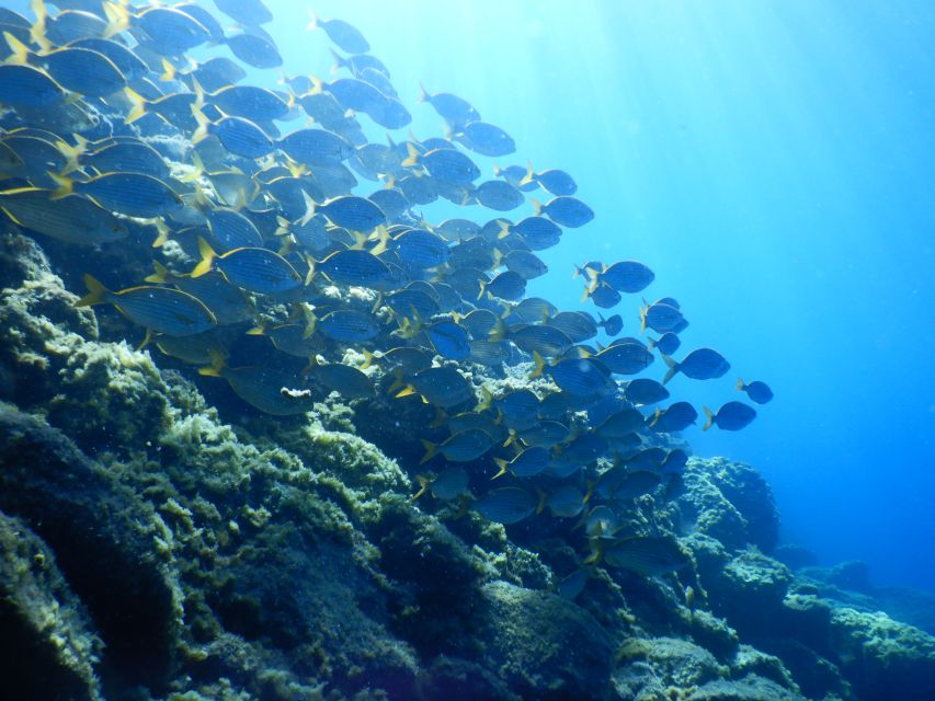 Tenerife : Snorkeling underwater with freediving Instructor - Ear Equalisation, Safety Skills, and Why It’s Worth the Prep