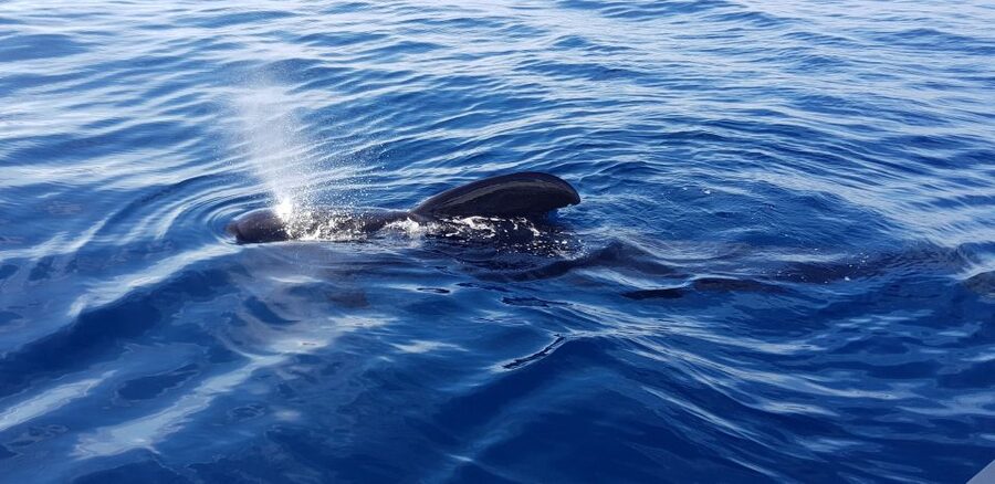 Tenerife: South Island Boat-Trip and Sea Excursion - On Board Comfort: What’s Included and What Feels Extra