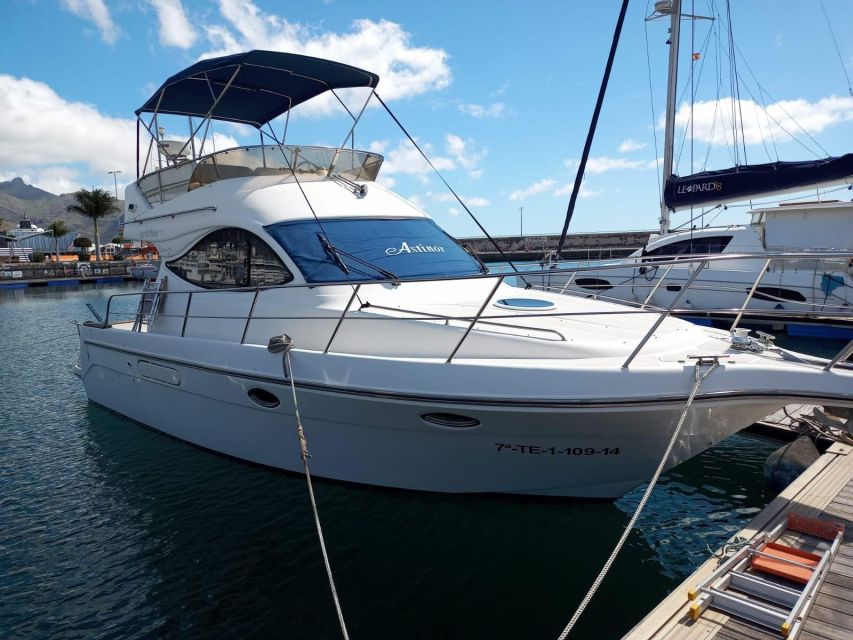 Tenerife south: safari with luxury boat , animals encounters - Setting Off From Las Galletas: The Smooth Start
