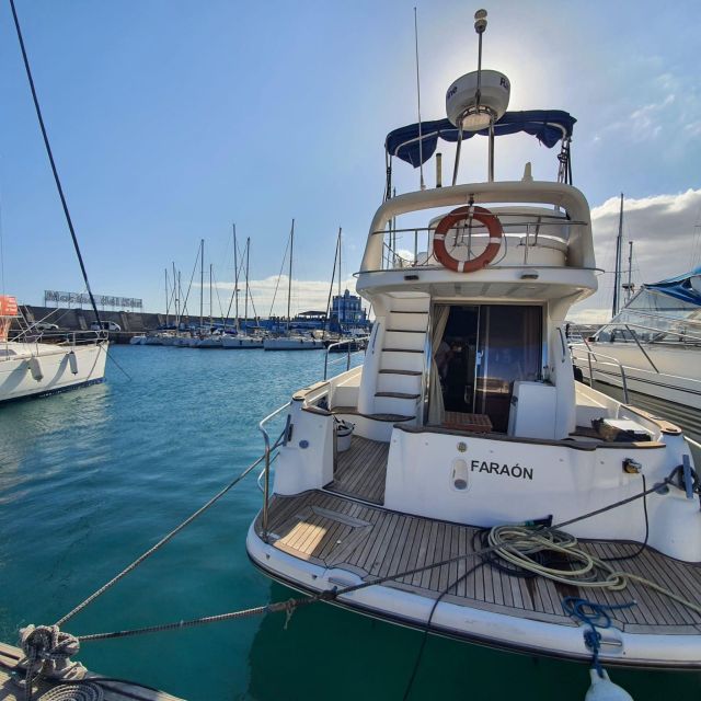 Tenerife south: safari with luxury boat , animals encounters - Cruising The South Coast For Whales And Dolphins