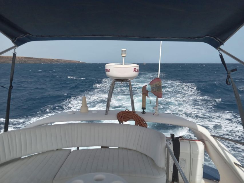 Tenerife south: safari with luxury boat , animals encounters - Price And Value: Why $73 Can Make Sense Here