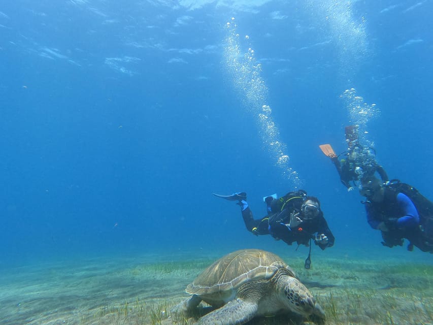 Tenerife south: Scuba Dive for beginners in Adeje - Who should book this (and who should skip it)