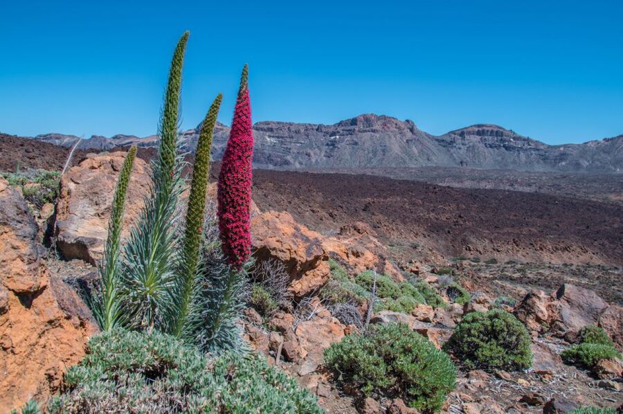 Tenerife: Teide and Las Cañadas Half-Day Tour - Rising to Las Cañadas: The Volcanic Plateau Moment