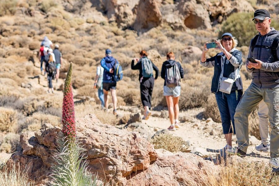 Tenerife : Teide Hiking - Volcanic formations, endemic plants, and the kind of wildlife you’ll actually see