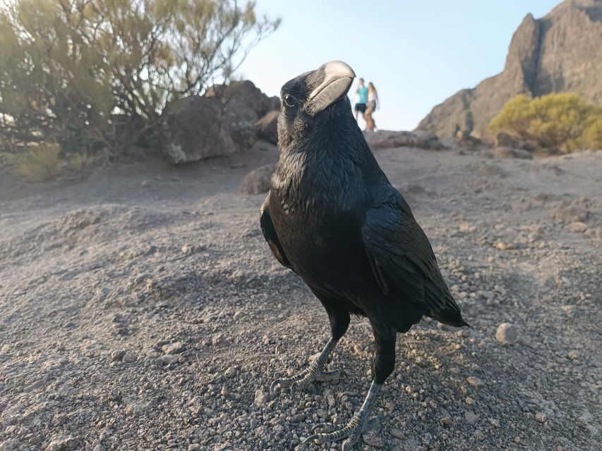 Tenerife: Teide, Masca, Garachico, and Sunset Exclusive Tour - Masca: Buena Vista hike, terraces, and that north-to-south change