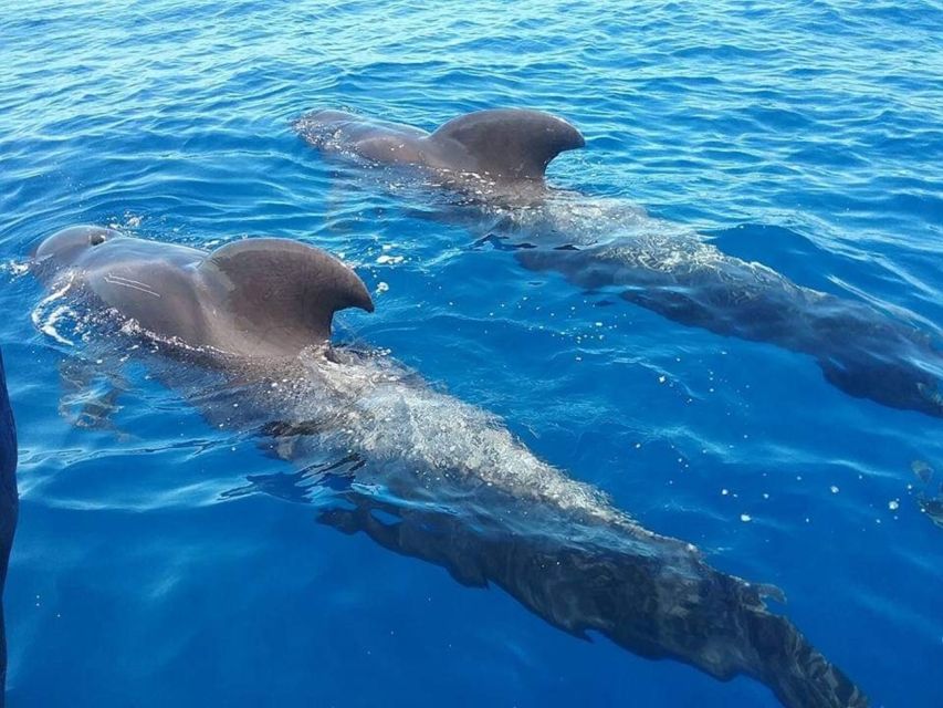 Tenerife: Teide National Park and Dolphins Sailboat Tour - Key things to know before you go