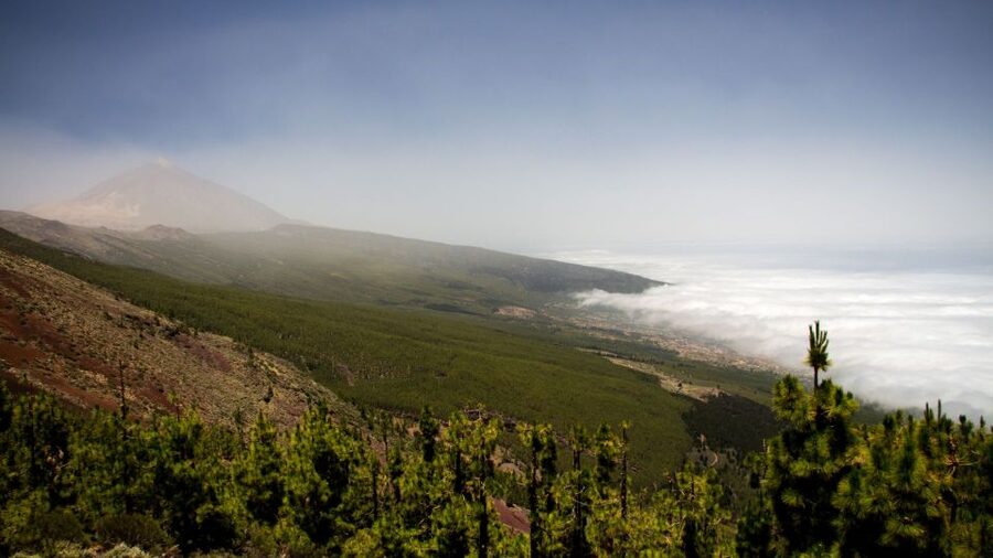 Tenerife: Teide National Park and Dolphins Sailboat Tour - Who this tour fits best, and who should think twice