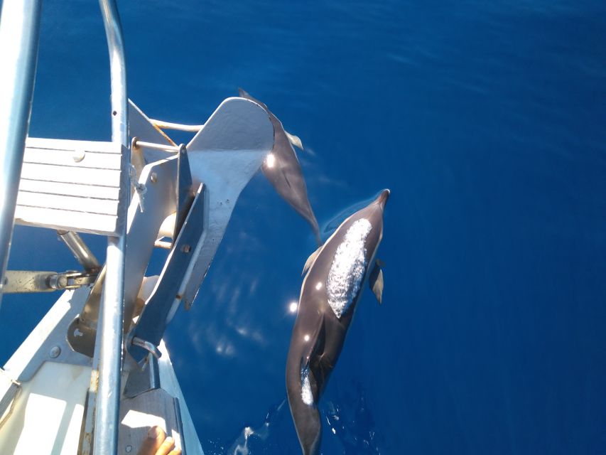 Tenerife: Teide National Park and Dolphins Sailboat Tour - Boarding the catamaran: small-group comfort at sea