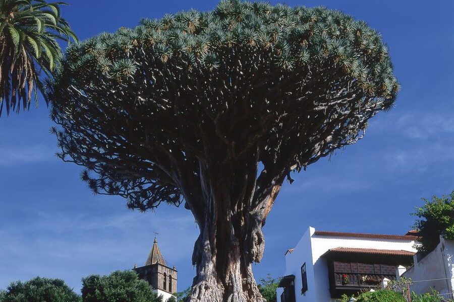 Tenerife: Teide National Park Full-Day Tour with Pickup - Why this Teide tour feels like Tenerife, not just Teide
