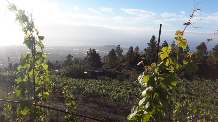 Tenerife: Tour of an Organic Vineyard with Tasting & Snacks - Why This Organic Vineyard Tour Feels Like Real Tenerife