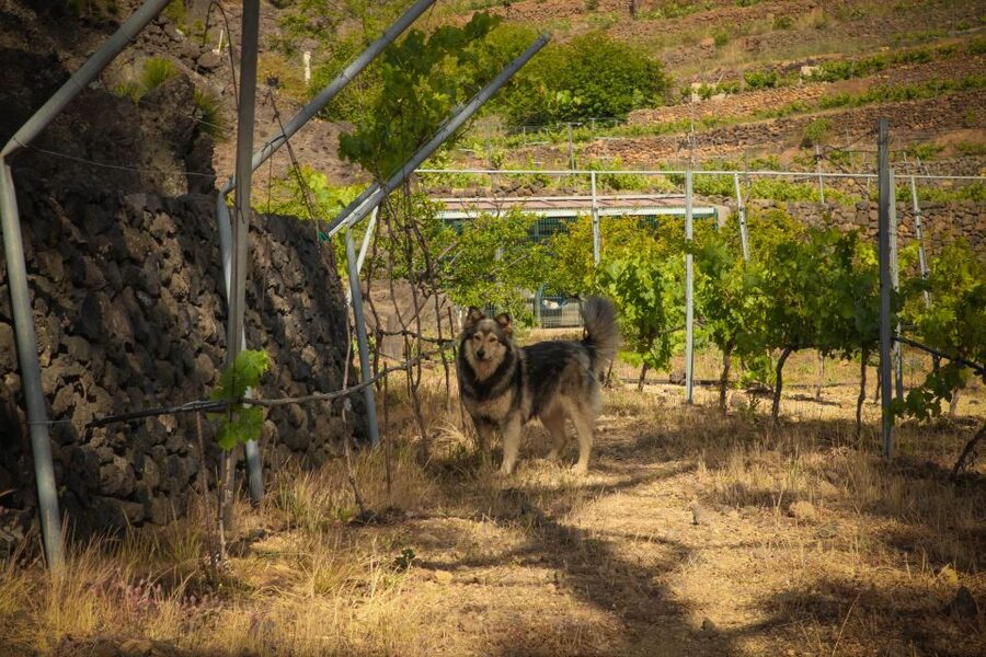 Tenerife: Tour of an Organic Vineyard with Tasting & Snacks - Getting to the Vineyard: Meet at Ferrera, Then Head Out
