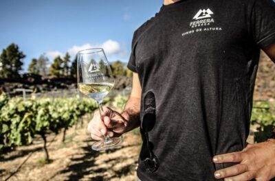 Tour of an Organic Vineyard with Tasting & Snacks