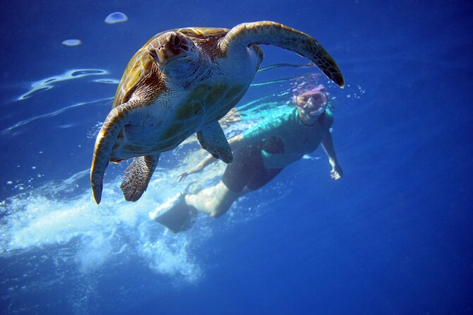 Tenerife: Turtle & Dolphin Kayak Tour with Snorkel & Wetsuit - Key points I’d plan around