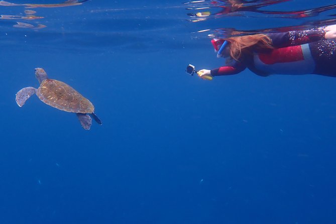 Tenerife: Turtle & Dolphin Kayak Tour with Snorkel & Wetsuit - How Hard Is It Really? Fitness, Waves, and the 6 km Factor