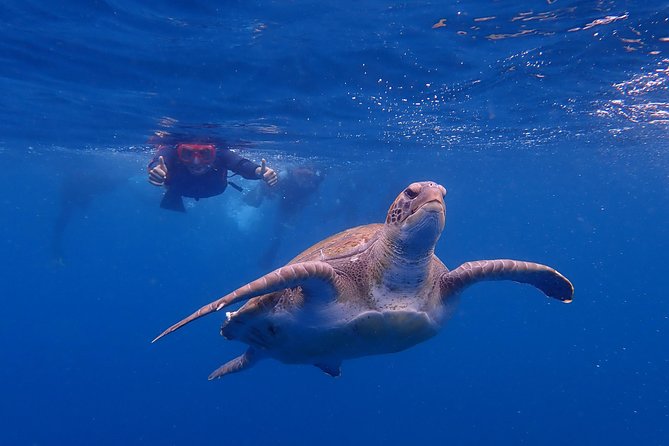 Tenerife: Turtle & Dolphin Kayak Tour with Snorkel & Wetsuit - Dolphins, Turtles, and the Real Rules of Marine Wildlife