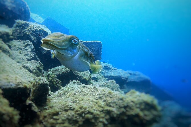 Tenerife Under The Sea - dive into 1-1 personalised experience - Quick Highlights I’d Plan Around