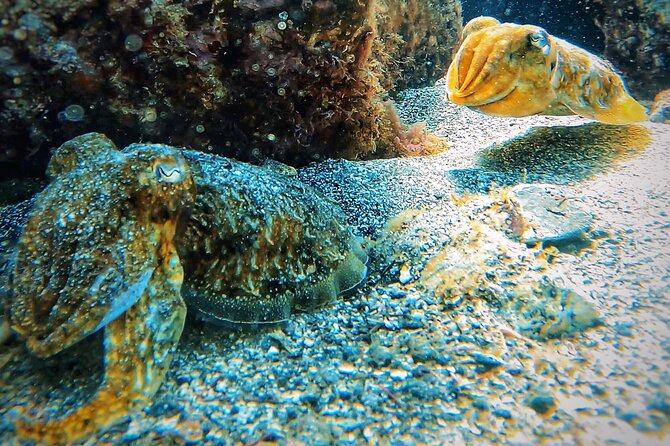 Tenerife Under The Sea - dive into 1-1 personalised experience - Beach Entry From the Shore, With Control From the Start
