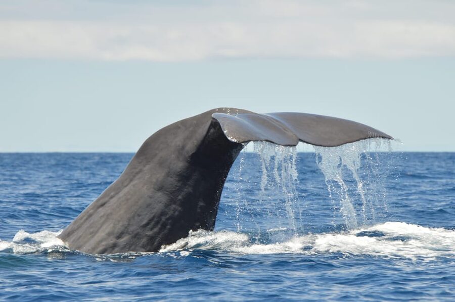 Tenerife: Whale and Dolphin Watching Boat Tour - Key points before you go
