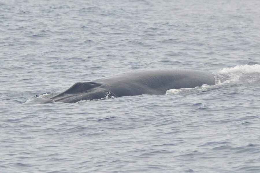 Tenerife: Whale and Dolphin Watching Boat Tour - Best moments to watch, and how to avoid missing the action