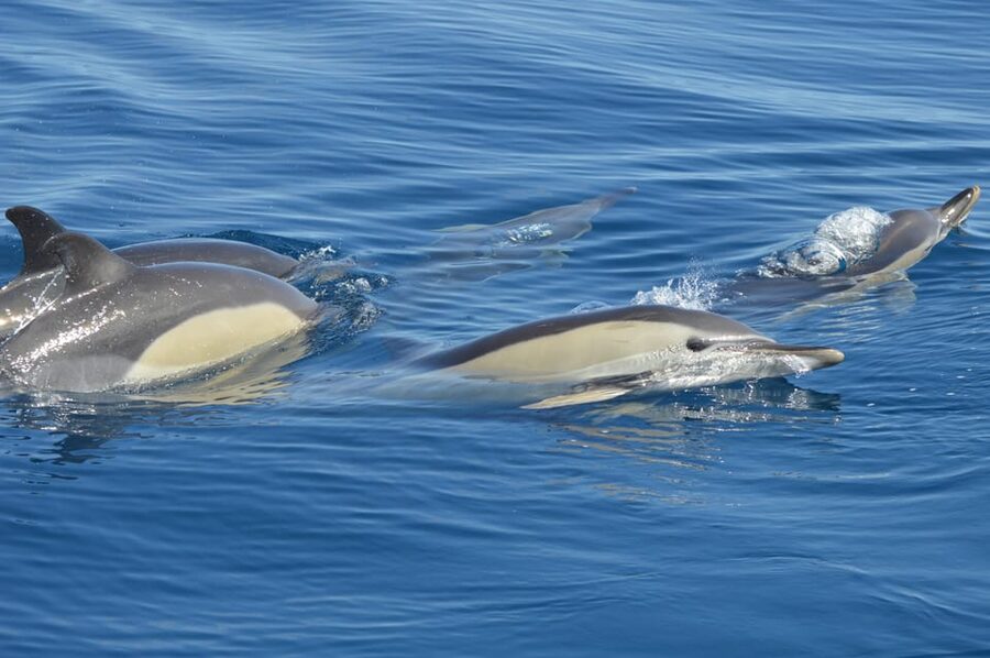 Tenerife: Whale and Dolphin Watching Boat Tour - Why Tenerife is a smart choice for whale and dolphin watching
