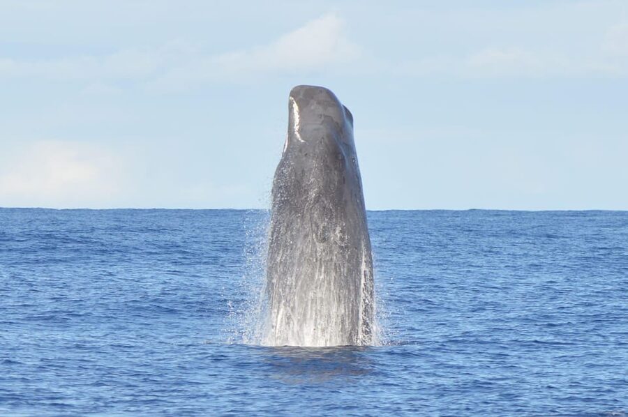 Tenerife: Whale and Dolphin Watching Boat Tour - What you actually do on the water, from spotting to learning